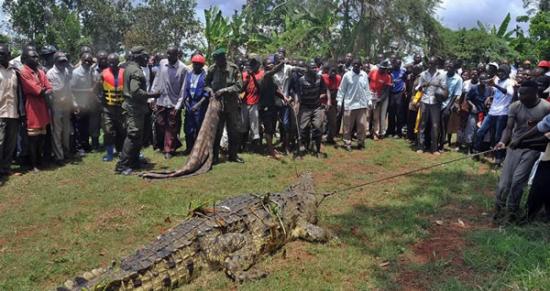 乌干达捕获一只重达1公吨的巨型食人鳄鱼