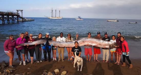 人们在圣卡塔利娜岛发现了一条长约5米半的皇带鱼。图为发现于欧申赛德的皇带鱼。