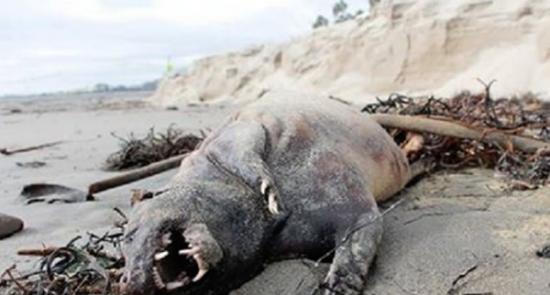 美国加州圣塔芭芭拉海岸边发现不明生物尸体