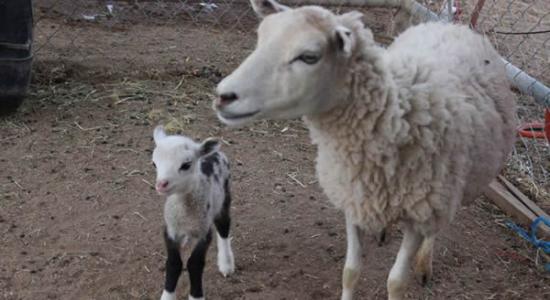 美国亚利桑那州动物园诞生一只由山羊与绵羊交配而成的混种山绵羊(左)