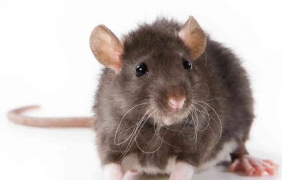 美国大学研究发现老鼠也会后悔