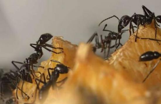 研究蚂蚁世界为何没有拥堵能够让人类了解如何让车流保持畅通