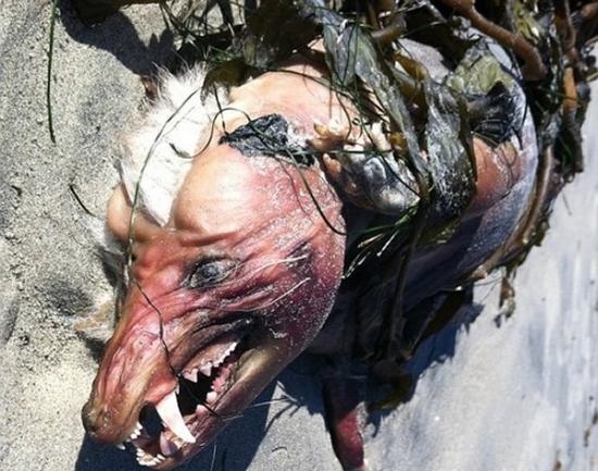 2012年在圣地牙哥一处海滩拍下一只不明生物尸体