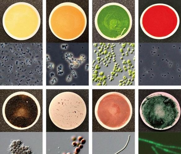 色谱主要以137种微生物划分成不同颜色。