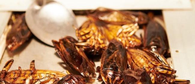 美国威斯康星大学麦迪逊分校新研究发现食用昆虫有益肠道健康