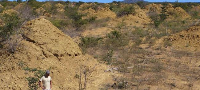 巴西东北部发现3800年历史白蚁窝 巨大土丘群面积相当于整个英国大小