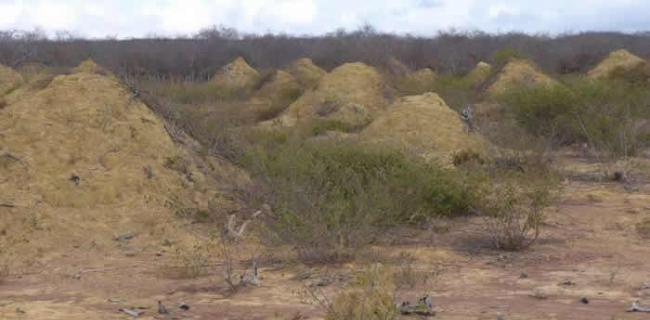 巴西东北部发现3800年历史白蚁窝 巨大土丘群面积相当于整个英国大小