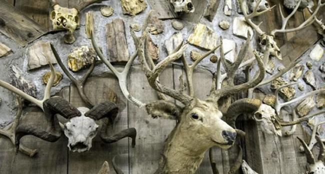 美国收藏家收集1万5000对鹿角、牛角和头骨建“角屋”