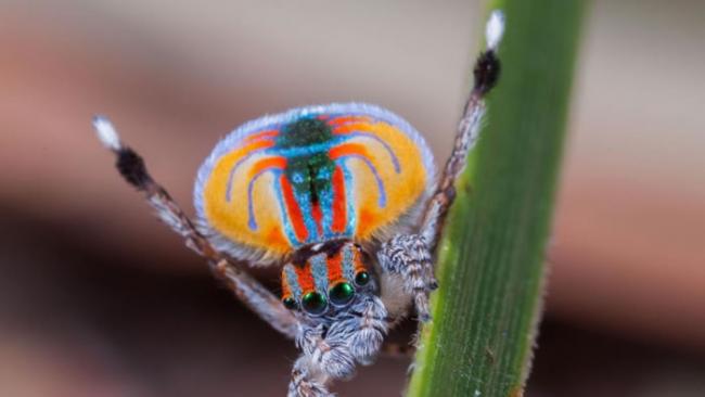 雄性孔雀蜘蛛（如图，Maratus volans）必须卖力把握机会以吸引雌蛛。 PHOTOGRAPH BY JURGEN OTTO