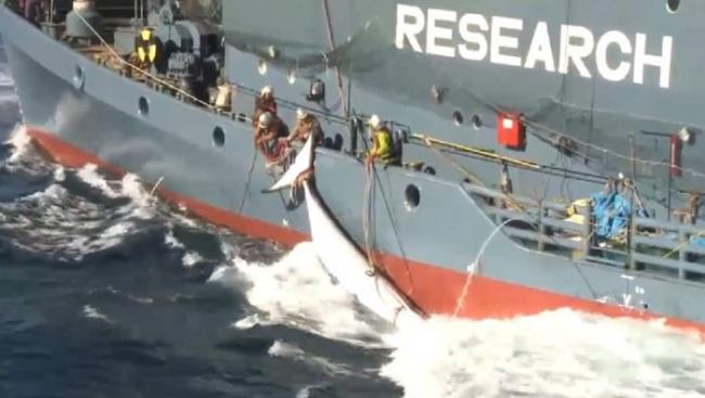 日本4个月内捕杀333条鲸鱼 122条已怀孕