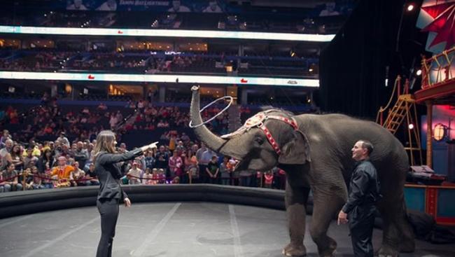 马戏团中的大象表演受到挞伐，因而让13头大象提早退休。