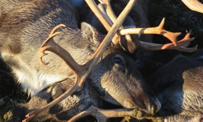 挪威南方哈当尔高原发现322头野生驯鹿遭雷击死亡