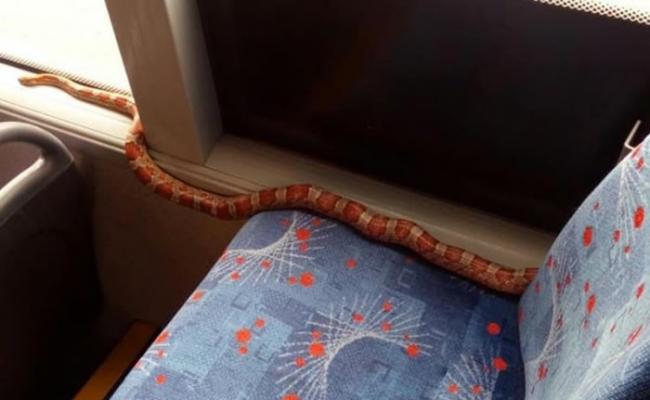 英国苏格兰佩斯利一条玉米蛇独自“乘搭”巴士