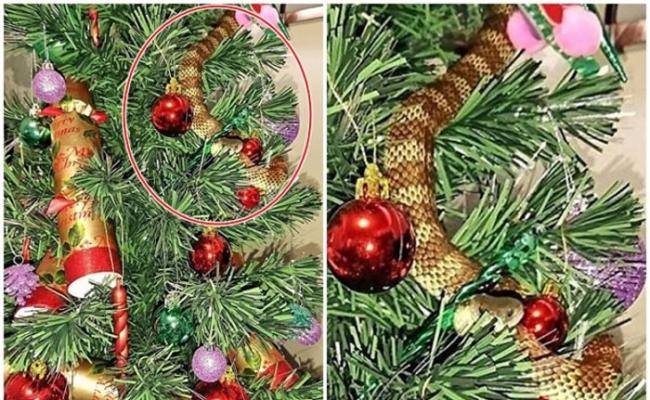 该条虎蛇（红圈示）卷缩在圣诞树上。