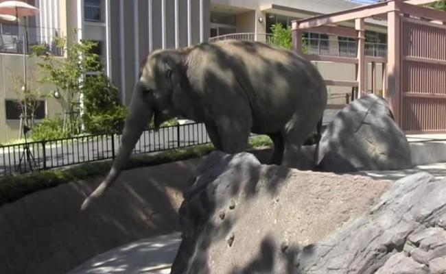日本科学家发现亚洲象能利用鼻子将食物吸到自己口边