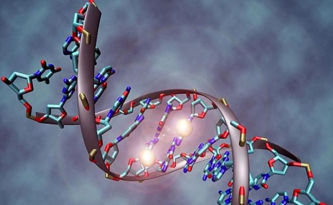 DNA的基因组中有9个小区域，可决定一个人的性取向。