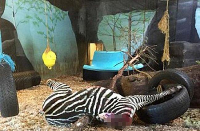 挪威克里斯蒂安桑动物园公开被斩首的斑马喂食老虎场景被质疑