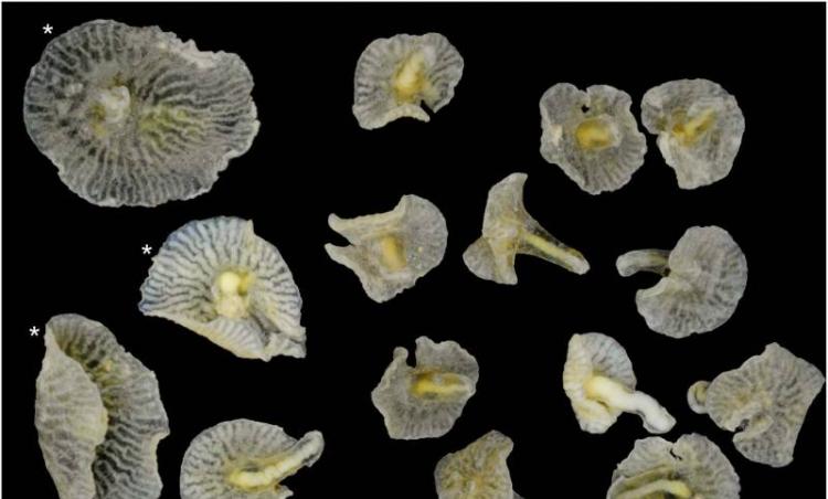 澳大利亚海域发现的蘑菇形状生物可能“彻底改写生命进化树”