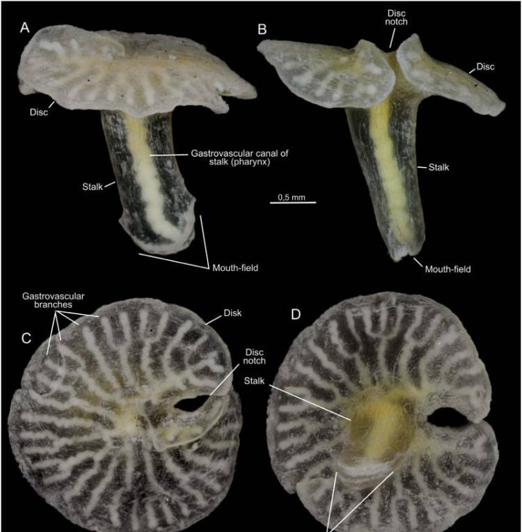 澳大利亚海域发现的蘑菇形状生物可能“彻底改写生命进化树”
