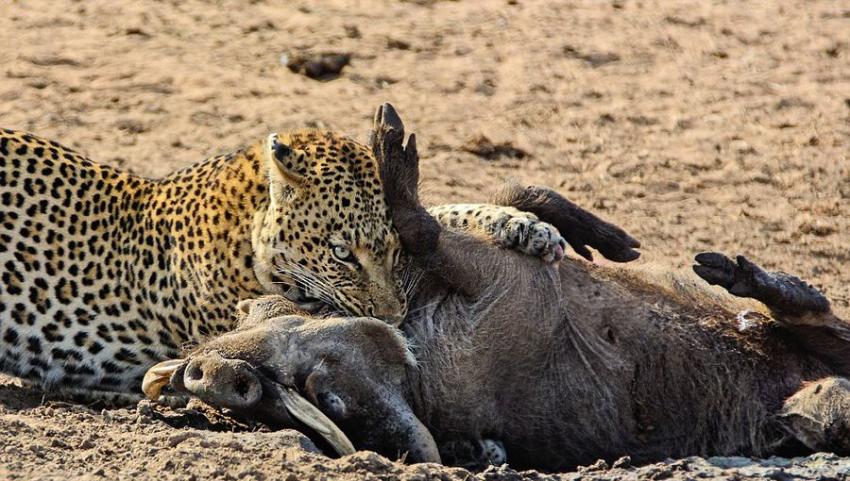 南非克鲁格国家公园内猎豹捕食熟睡疣猪