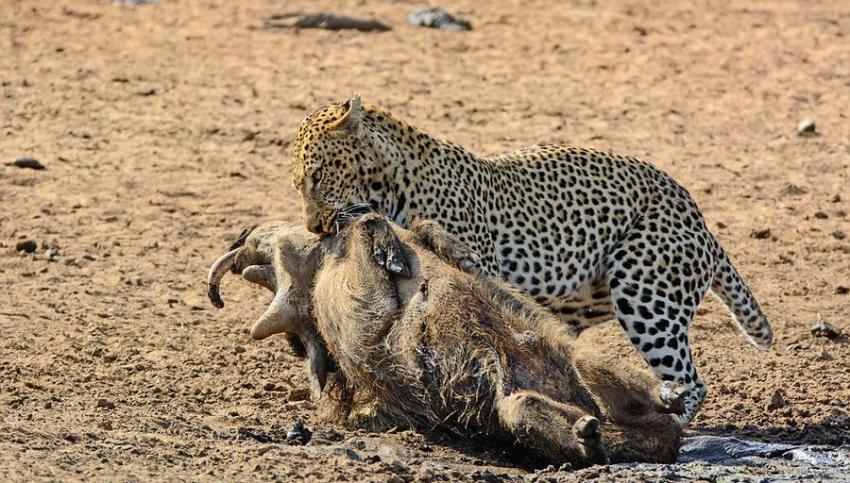 南非克鲁格国家公园内猎豹捕食熟睡疣猪