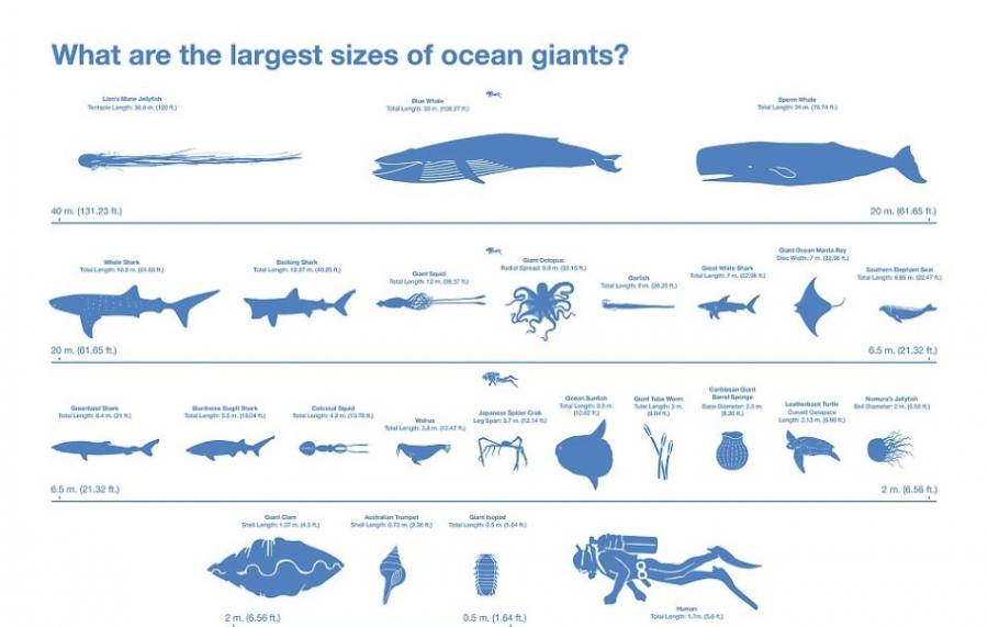 美国国家进化综合中心对大白鲨、巨型章鱼、巨型鱿鱼和海象等人们熟知的海洋巨兽，以及巨型管虫等人们不太熟悉的动物进行研究。他们的目的是获取每一种体型最大的海洋动物的
