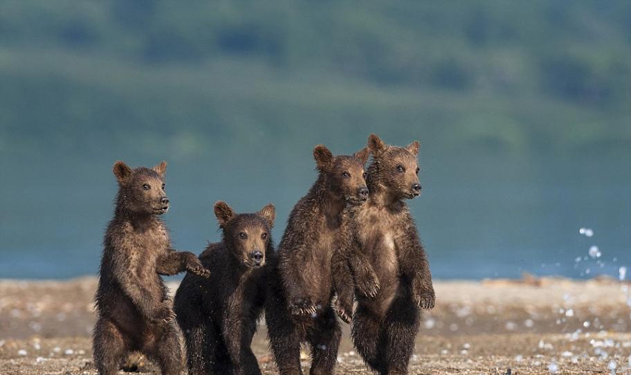 俄罗斯千岛湖，摄影师Sergey Ivanov拍摄到四头熊宝宝在岸边观看熊爸爸捕鱼的场景，样子非常可爱。