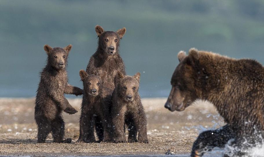 俄罗斯千岛湖，摄影师Sergey Ivanov拍摄到四头熊宝宝在岸边观看熊爸爸捕鱼的场景，样子非常可爱。