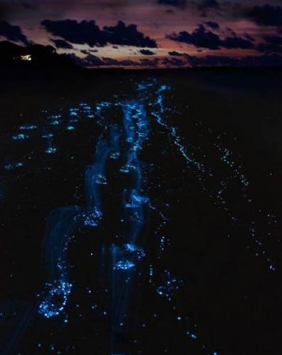 荧光浮游生物（美国华盛顿州的San Juan岛或者胡德运河）