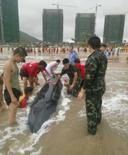 当地警员和市民一起救助搁浅虎头鲸