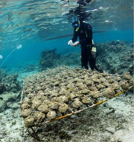 研究人员收集珊瑚与海藻，让它们进行接触实验。