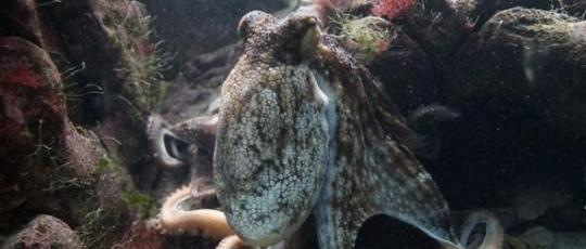 科学家最新发现完全可以把章鱼称之为外星人