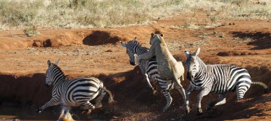 肯尼亚国家公园3只斑马喝水被狮子偷袭