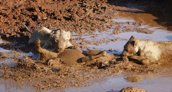 肯尼亚国家公园3只斑马喝水被狮子偷袭