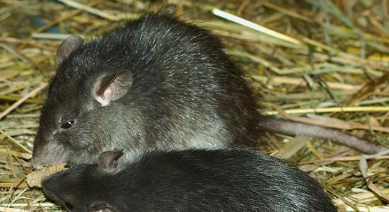 过去人们一直认为「黑鼠」是造成黑死病的元凶。