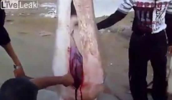 奇怪：红海捕获虎鲨 剖开后竟发现肚内有一整头羊的残骸