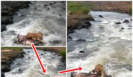 狮子险遇溺惊险一幕被游客拍下