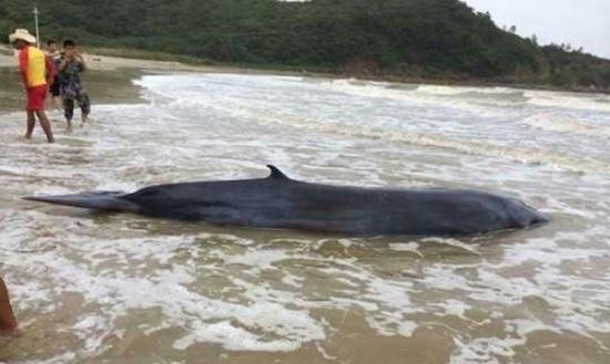 一条虎头鲸被风浪不断推向岸边搁浅在沙滩上