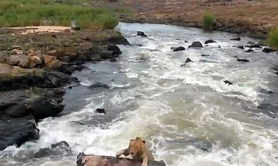 狮子成功游回河马尸体，捡回一命。