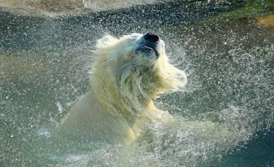 幼年北极熊跟随母熊学习跳水的珍贵画面
