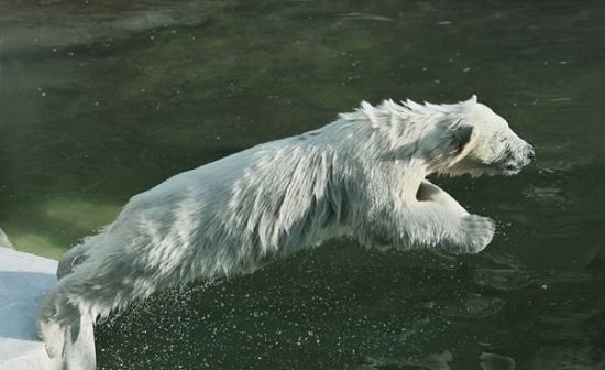 幼年北极熊跟随母熊学习跳水的珍贵画面