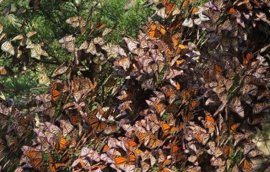 黑脉金斑蝶大迁移（加利福尼亚州、科罗拉多州和墨西哥）