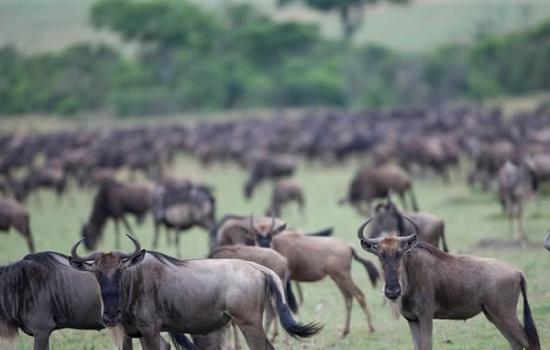 大迁徙（坦桑尼亚的塞伦盖蒂国家公园，肯尼亚的Maasai Mara Game保护地）
