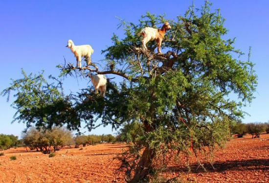 会上树的山羊（摩洛哥）