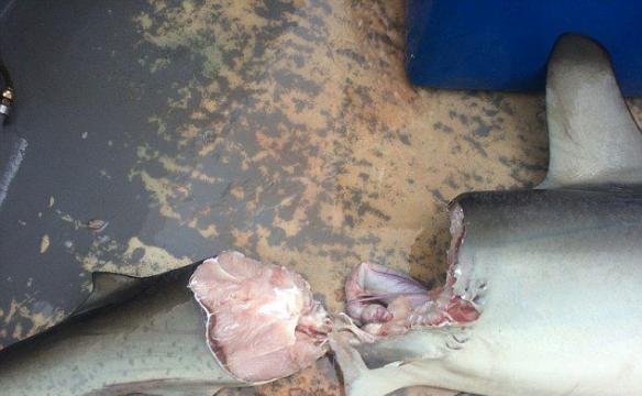 照片显示鲨鱼尸两成两截