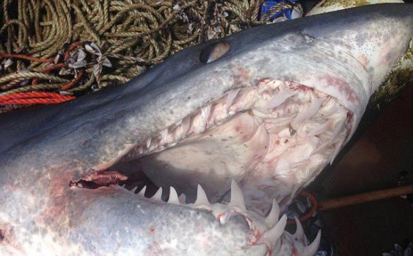 有渔民上载多张鲨鱼七零八落的尸体