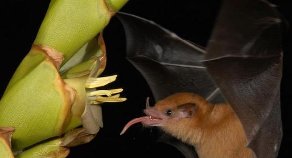 科学家发现蝙蝠吸食花蜜的秘密，它们长着类似传送带作用的特殊舌头，可将花蜜传送至口中。