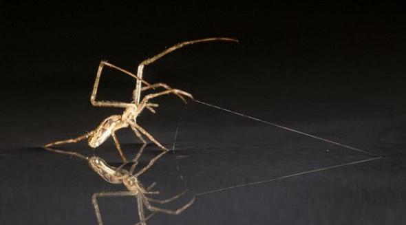 科学家发现一些蜘蛛会在海面上行走，用腿部做帆，蜘蛛丝做锚。