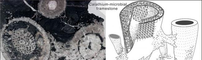 瓶筐石-微生物格架岩（左：薄片微相照片; 右：复原图）