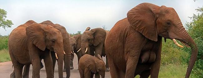 南非克鲁格国家公园捕获最壮观的大象巨乳镜头